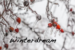 Winterdream