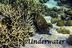 Australia_Underwater