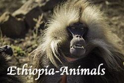Ethiopia_Animals