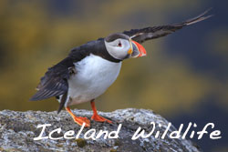 Iceland-Wildlife