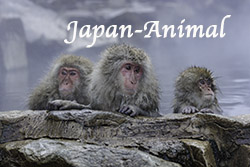 Japan-Animals