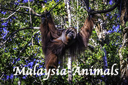BMalaysia-Animals