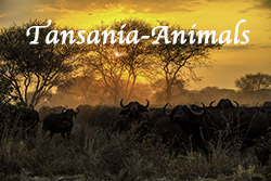 Tansania_Animals