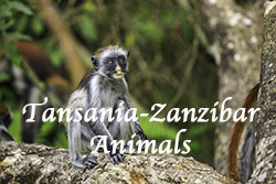 Tansania_Sansibar_Animals