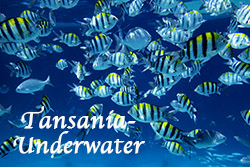 Tansania_Underwater