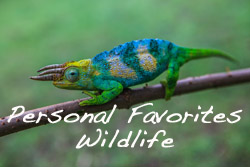 Personal Favorites Wildlife 
