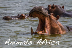Wildlife Africa