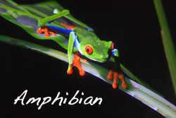 Wildlife Amphibian