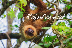 Wildlife Rainforest