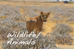 Wildlife/Animals